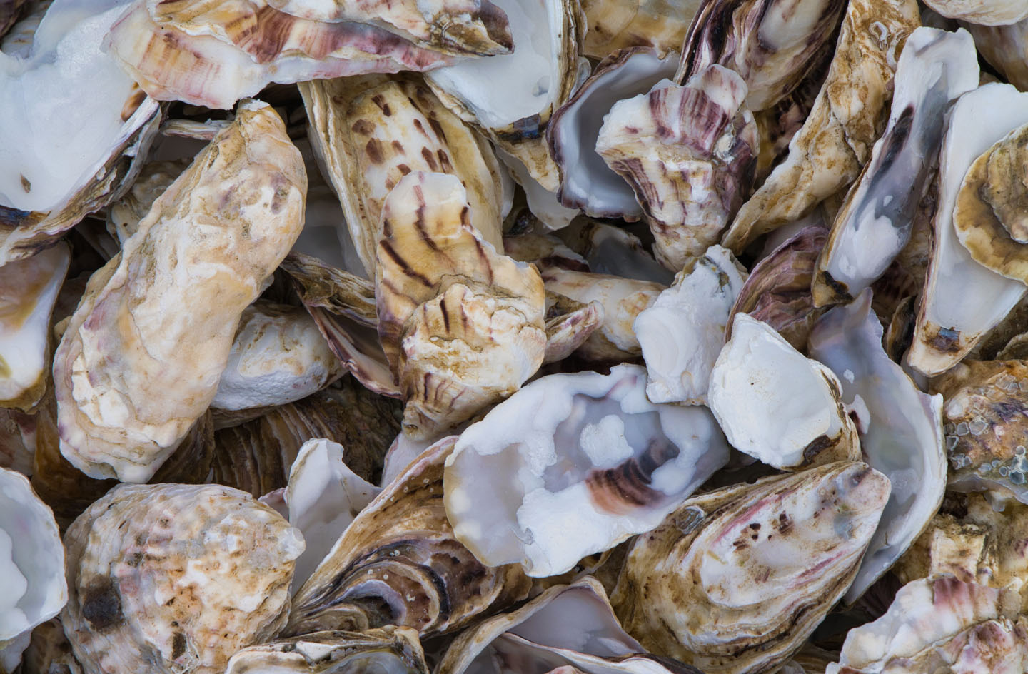 Close shot of oyster shells.